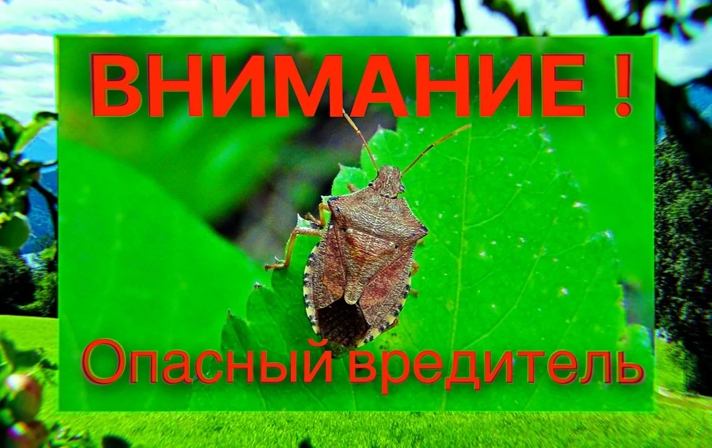 ❌Для борьбы с коричнево-мраморными клопами можно использовать разные методы, например: