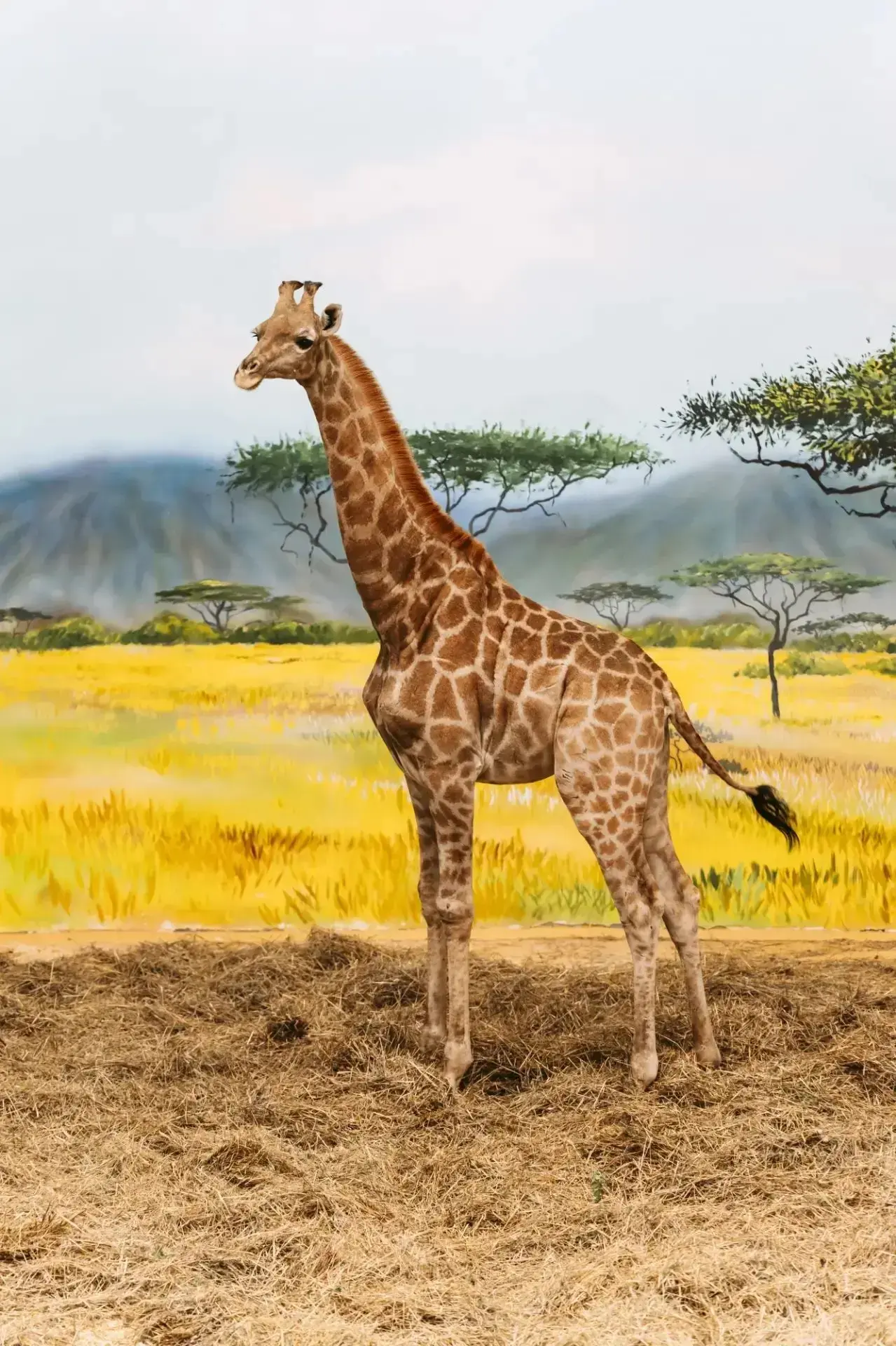 🦒🦁 ХОТИТЕ ОТПРАВИТЬСЯ В АФРИКУ, НЕ УЛЕТАЯ ИЗ КАЗАНИ?