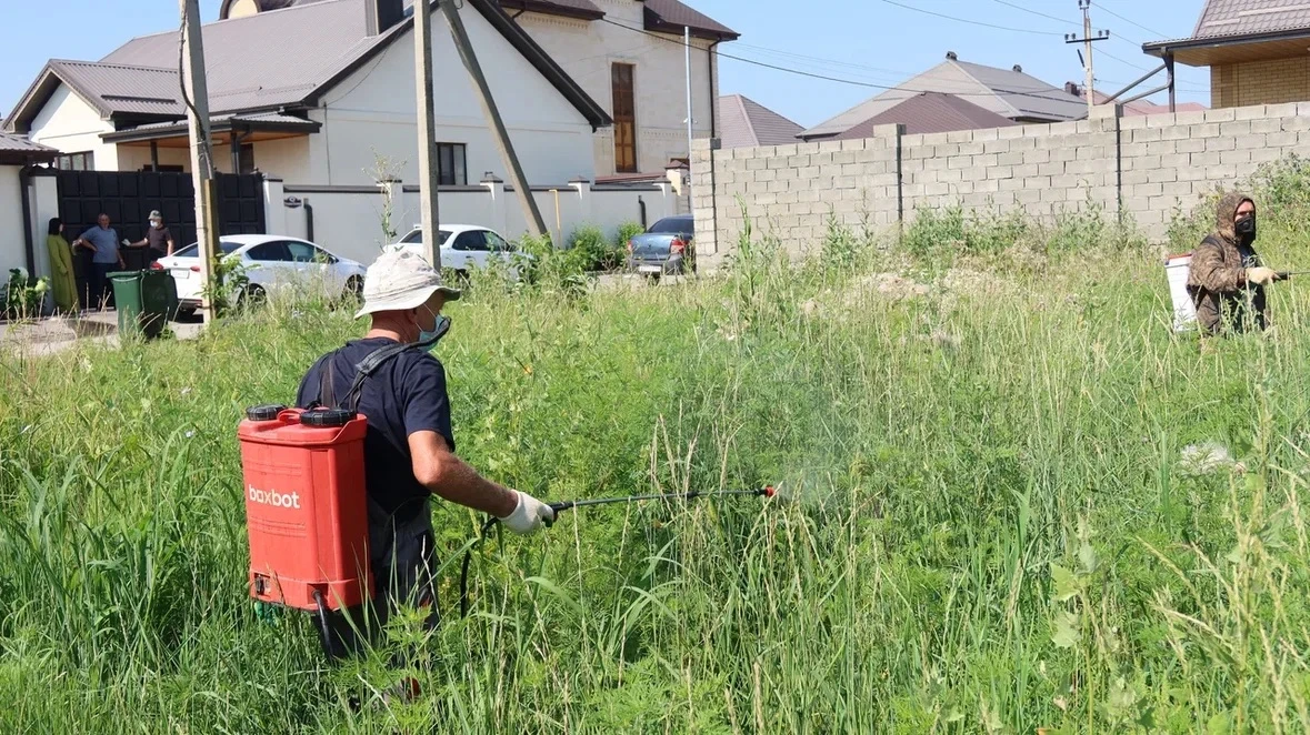 В Черкесске обработают около 100 гектаров амброзии 🌱

«В столице Карачаево-Черкесии стартовал очере