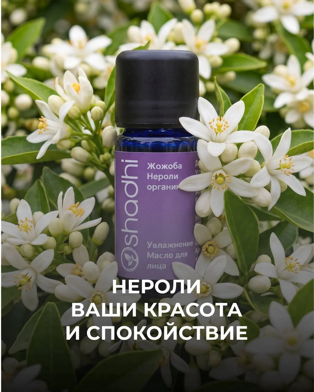 АФРОДИЗИАК, РАССЛАБЛЕНИЕ И КРАСОТА