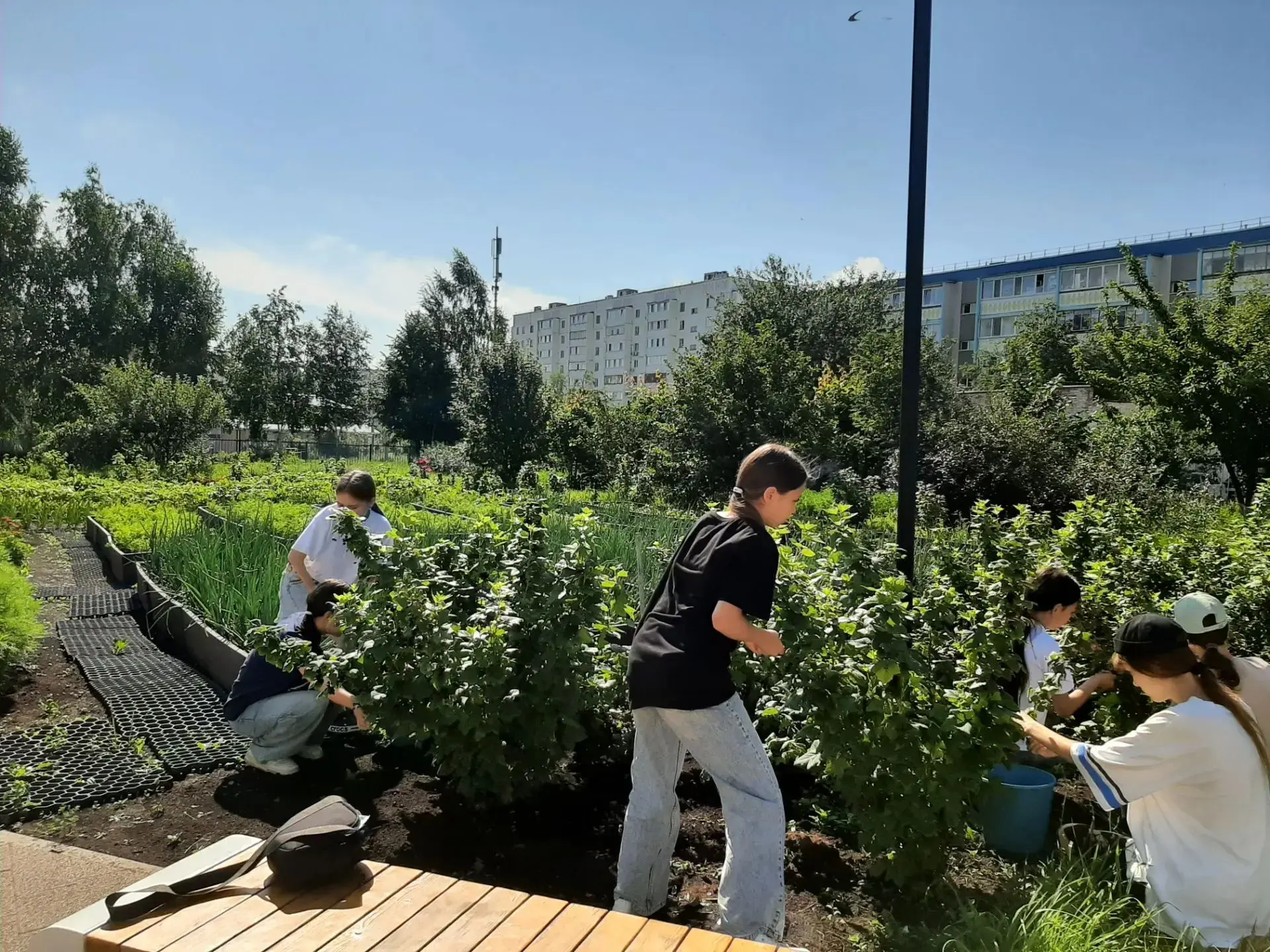 🫐🫐🫐 Ароматное лето и витаминный десант!

Сегодня наш пришкольный участок превратился в настоящую 