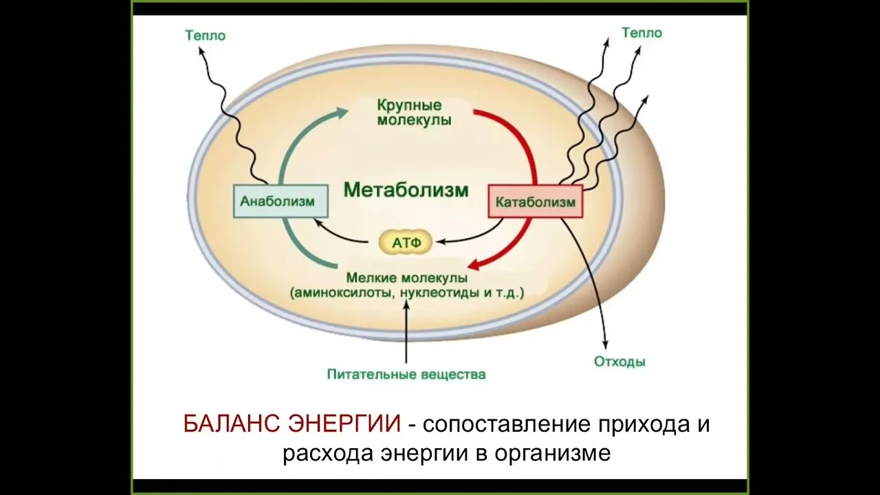 Ленивый ликбез: что такое метаболизм простыми словами