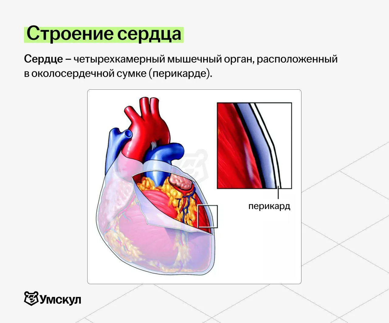 разбираем строение нашего сердешка 🫀