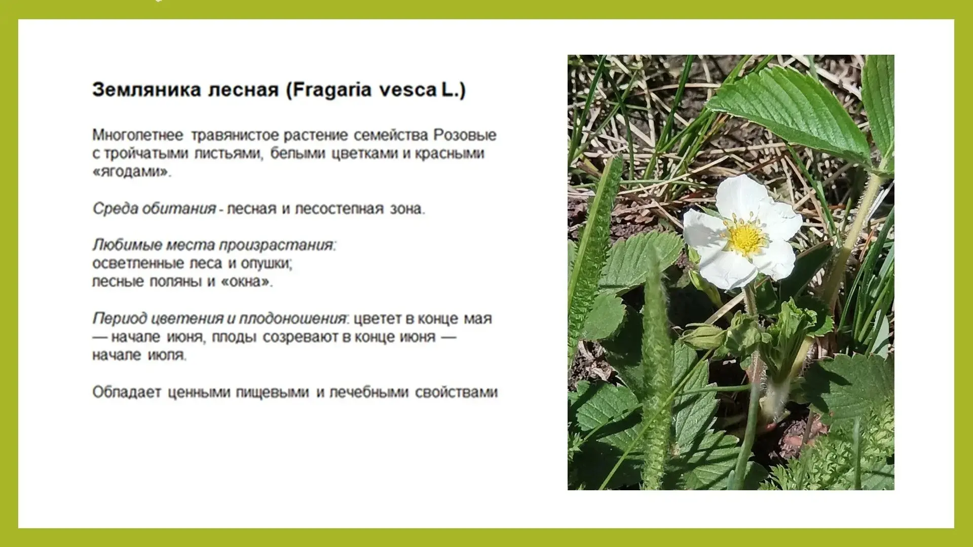 «Глобус» не отдыхает: юные географы исследуют природу даже летом!
 
Несмотря на летние каникулы и жа