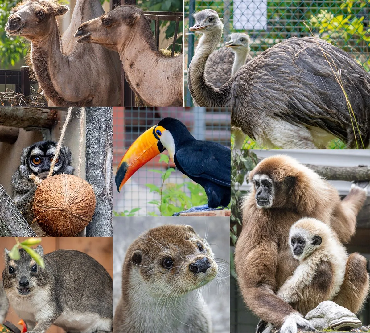 Подвели итоги нашего лета-2026 в более развернутом формате🐾