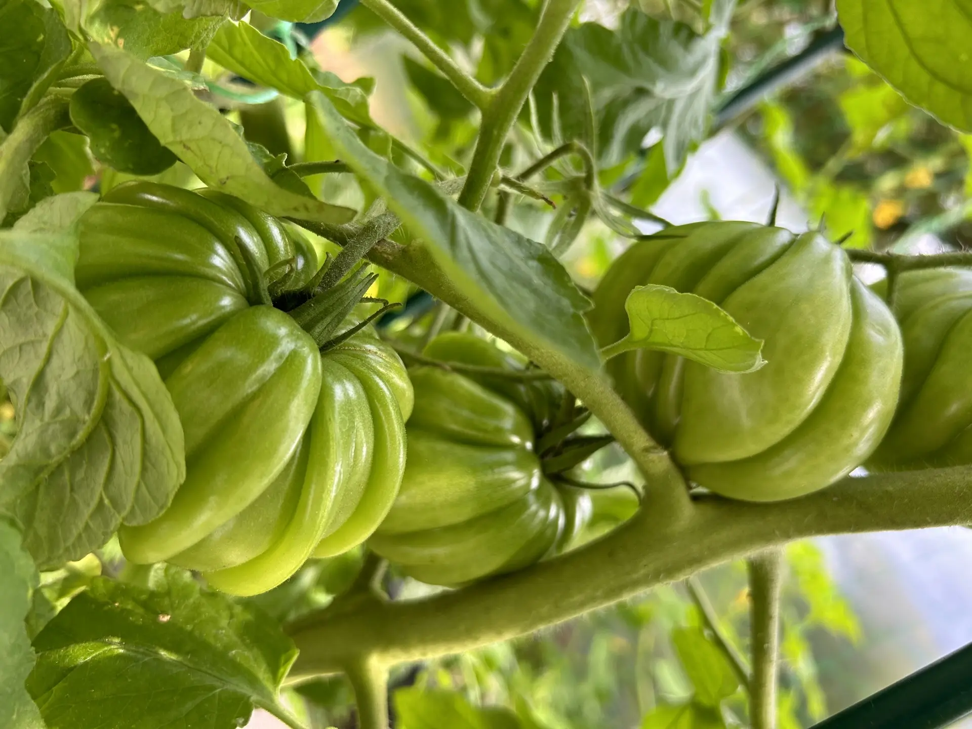 🥒Первые огурчики хрустят, помидорки краснеют, а кабачки уже нагло выглядывают из-под листьев. Наш о