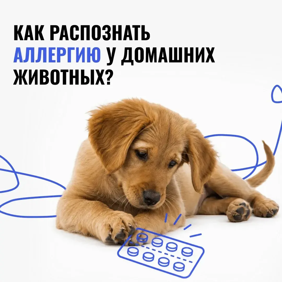🐾 Аллергия у питомца: на что обратить внимание?