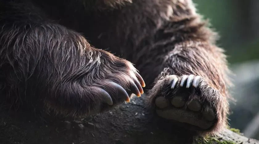 🐻 На Алтае за сутки ликвидировали 5 медведей