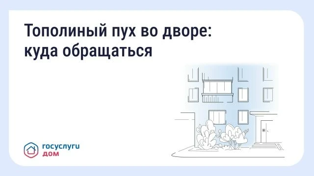 Что делать, если двор заполонил тополиный пух
С наступлением лета во многих регионах России начинает
