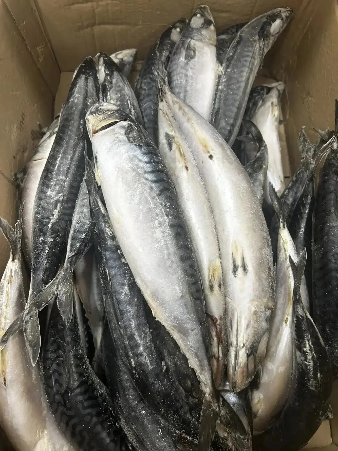 Скумбрия Атлантика 🌊