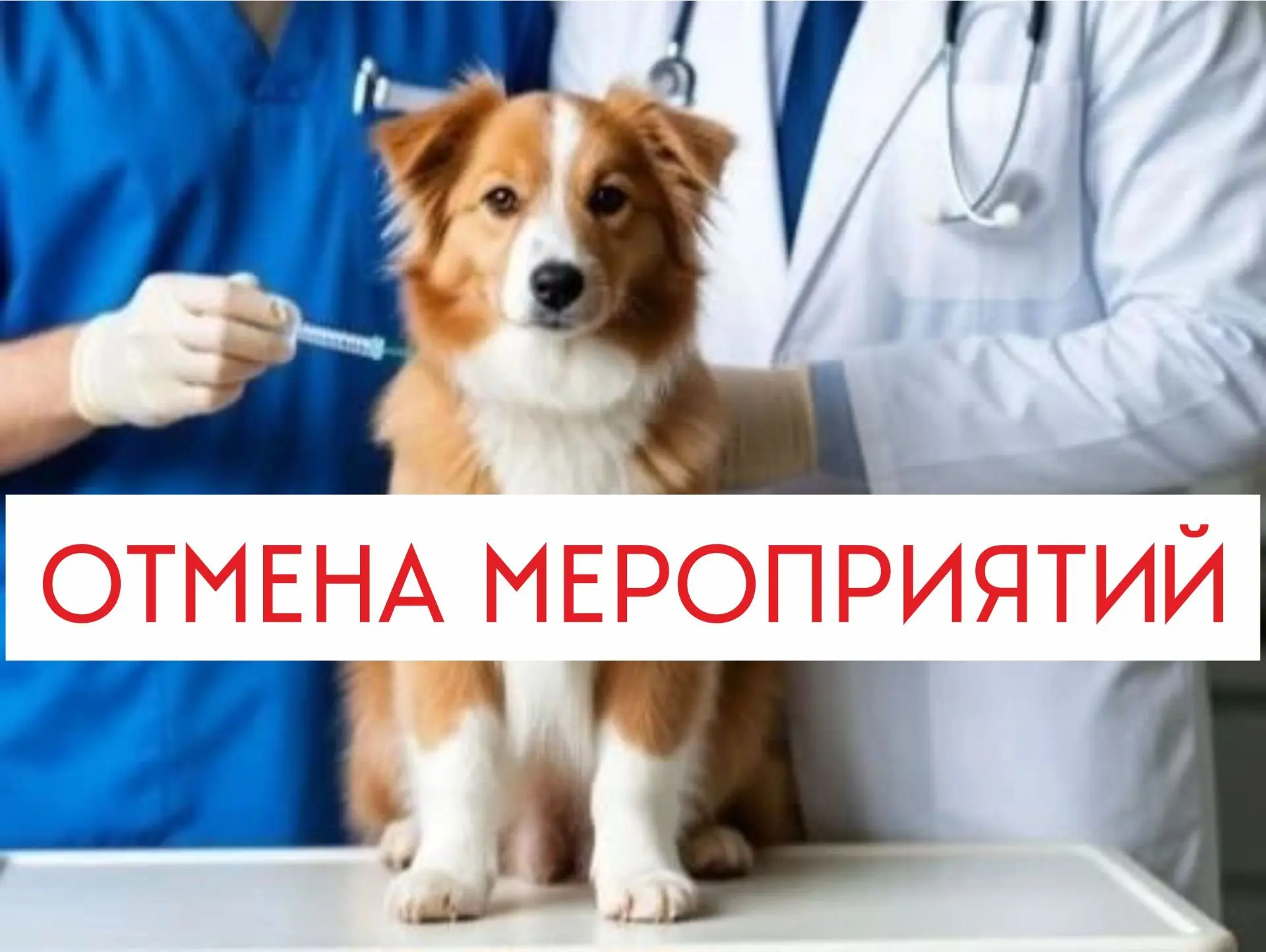 ⚠️ ВАЖНАЯ ИНФОРМАЦИЯ ДЛЯ ВЛАДЕЛЬЦЕВ ЖИВОТНЫХ!