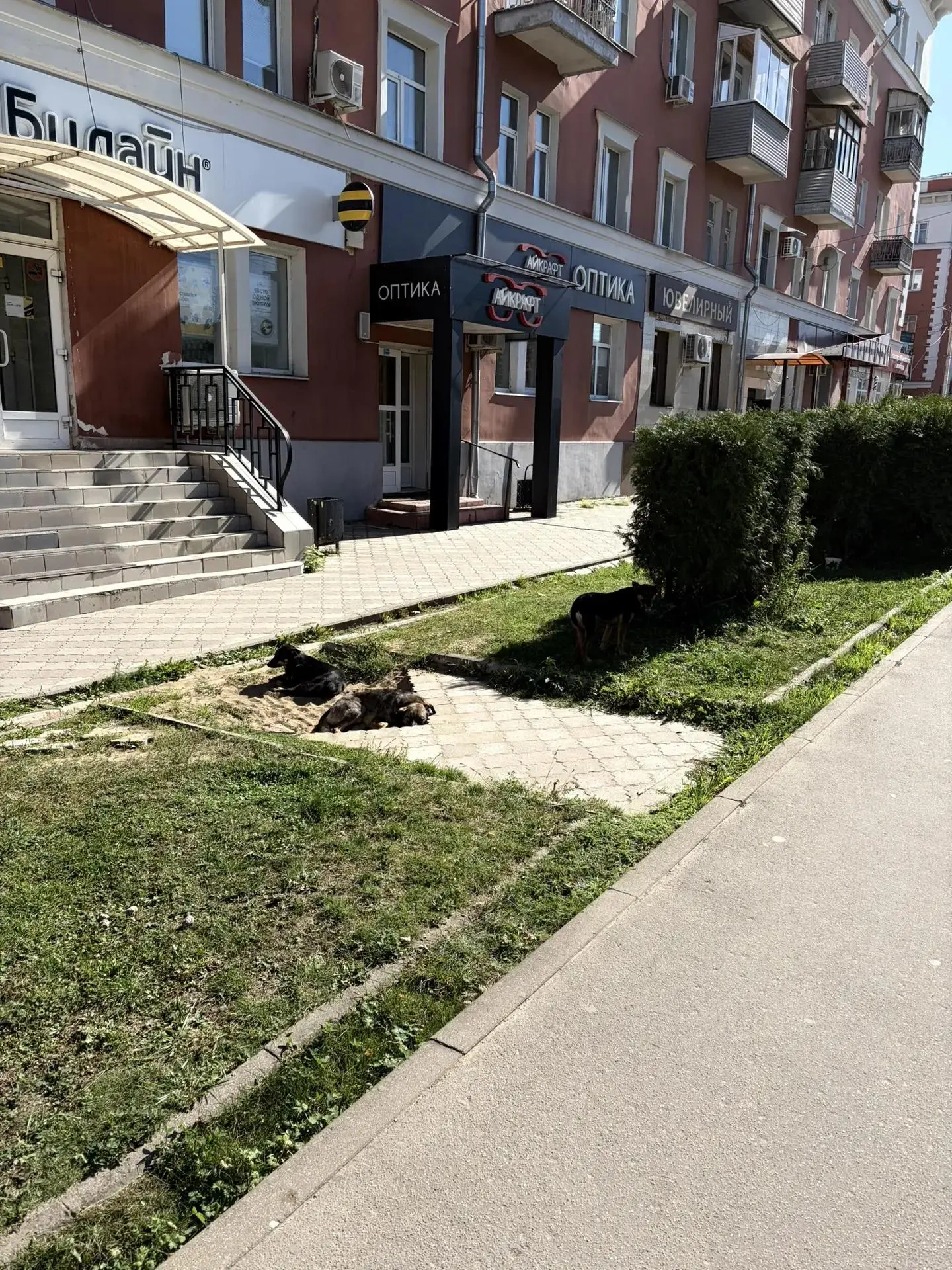 Администрация, собаки вновь заполонили город. Что с контрактом на отлов и стерилизацию?