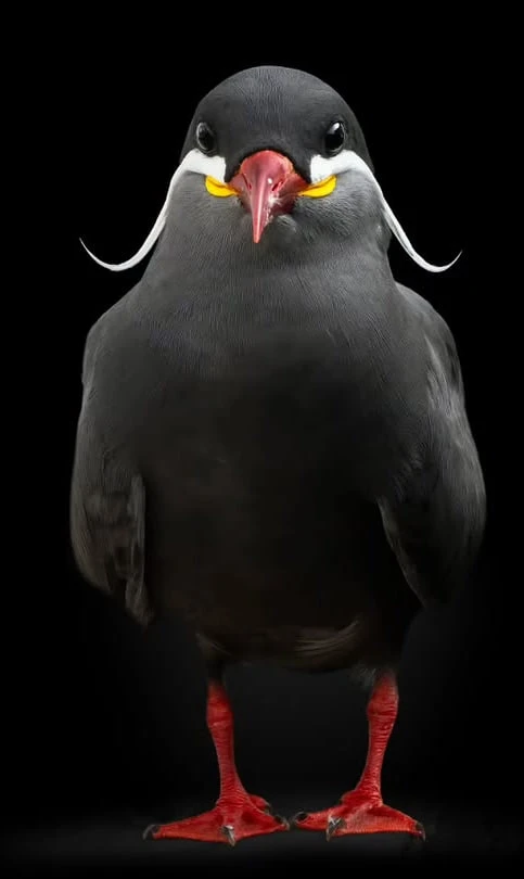 Что общего у поручика Ржевского и этой милой птички? 🐦‍⬛️