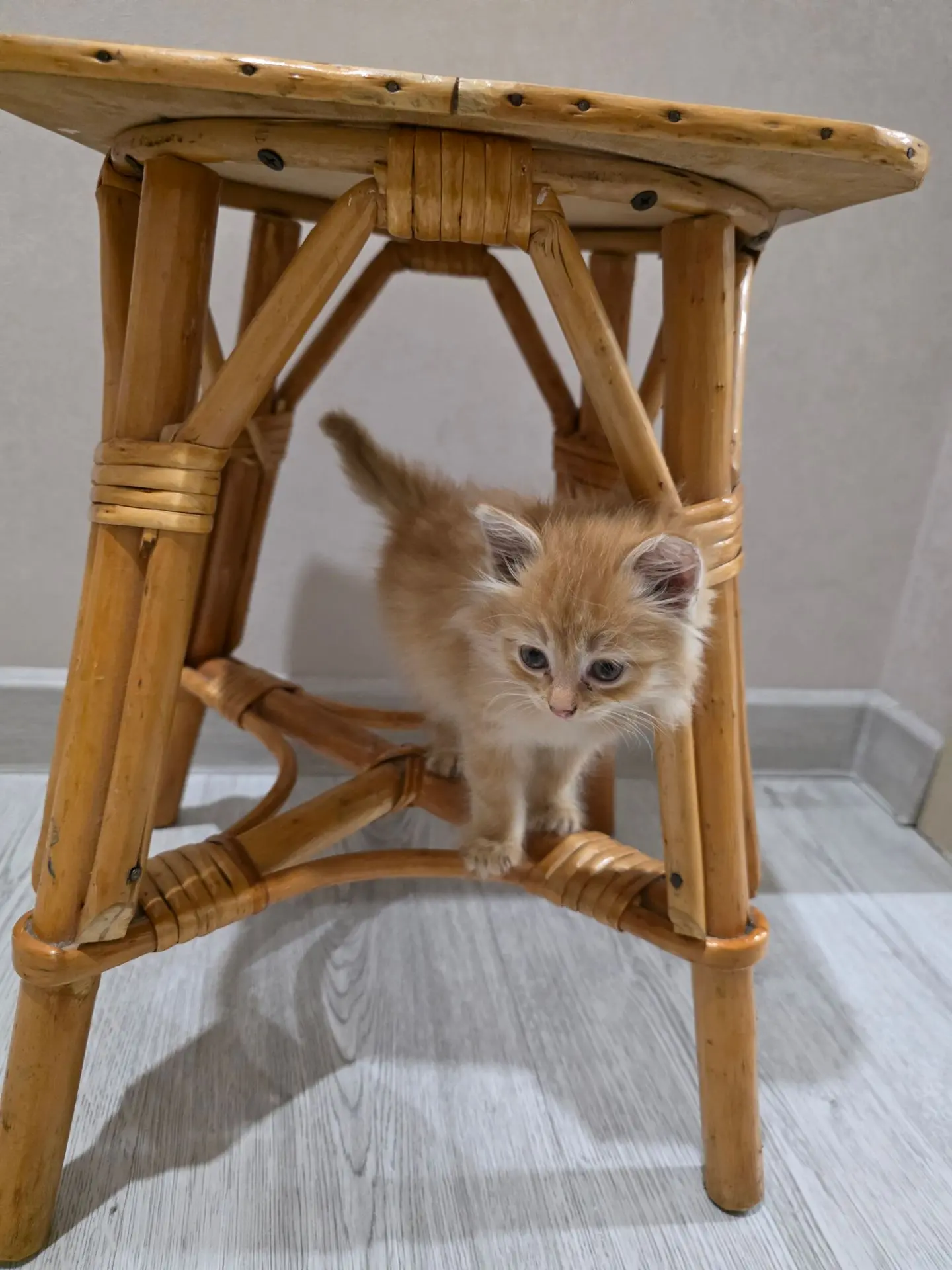 Маленький, рыжий котик ищет дом. В еде не прихотлив. Добрый и очень ласковый. Территари...