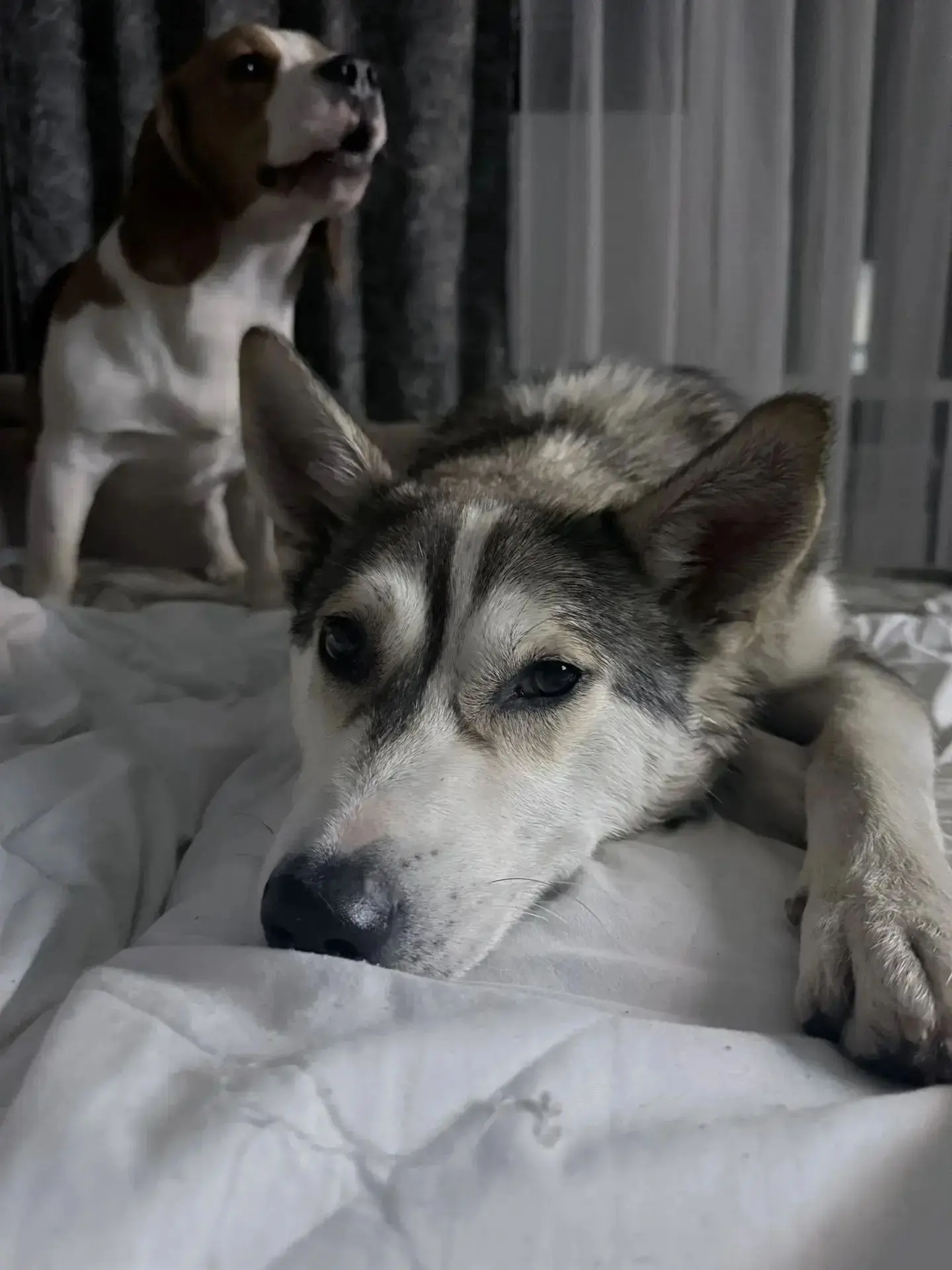 Предательство старо как мир💔