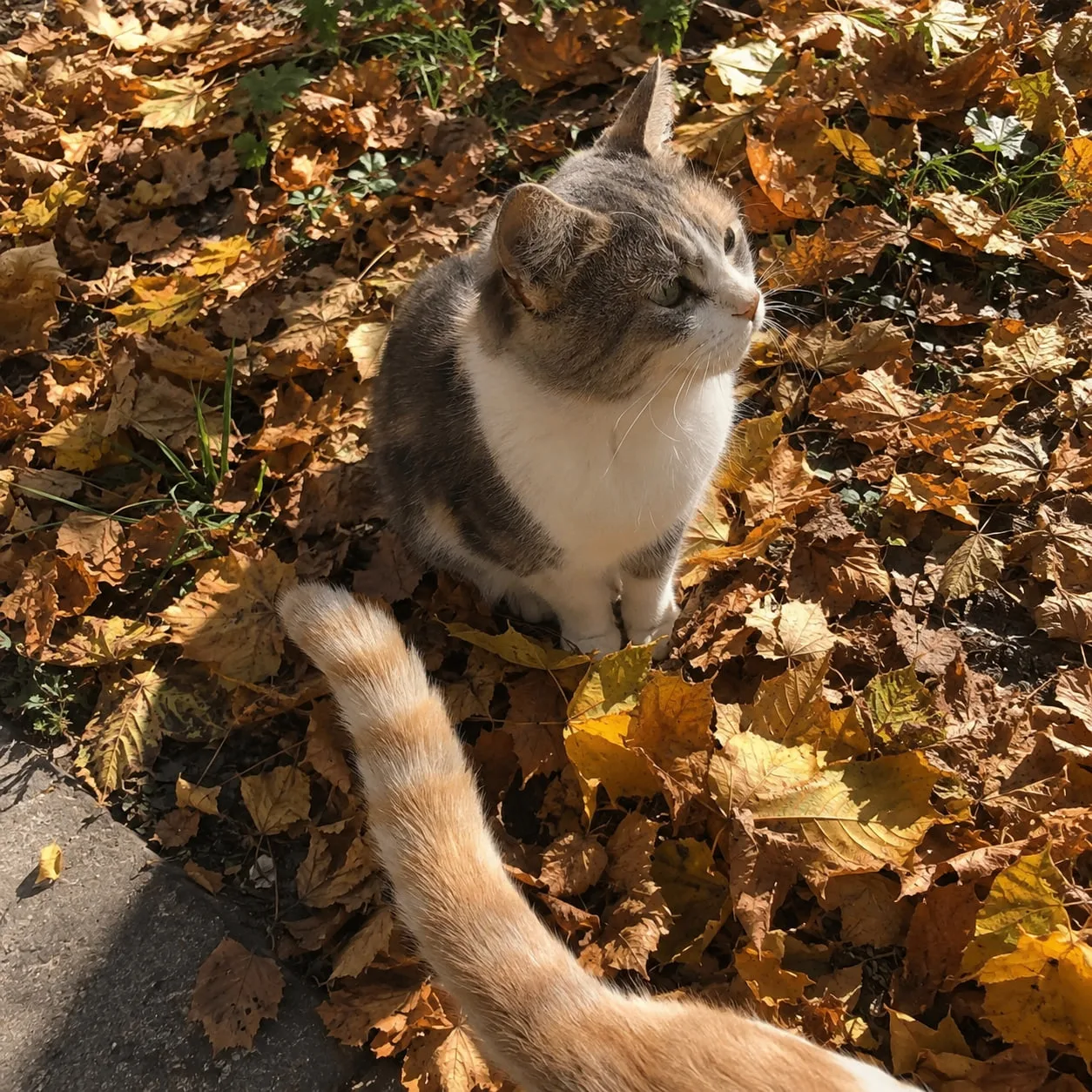 🍂🍁 завтра уже октябрь и мне не верится