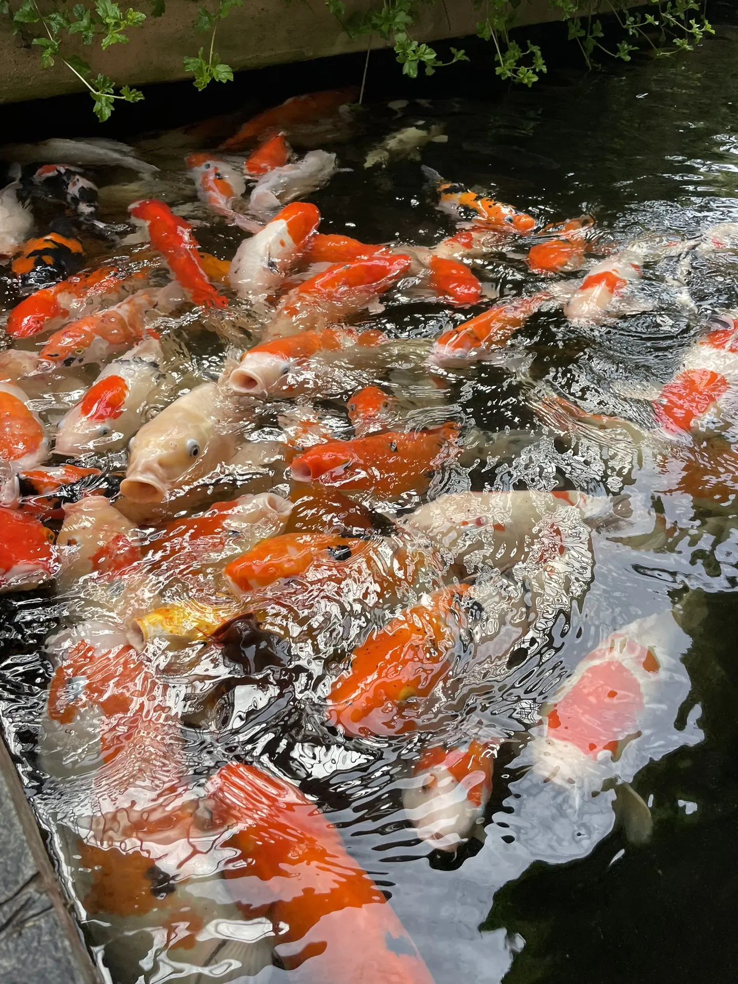 🎏 𝑲𝒐𝒊 🎏 — живые талисманы удачи