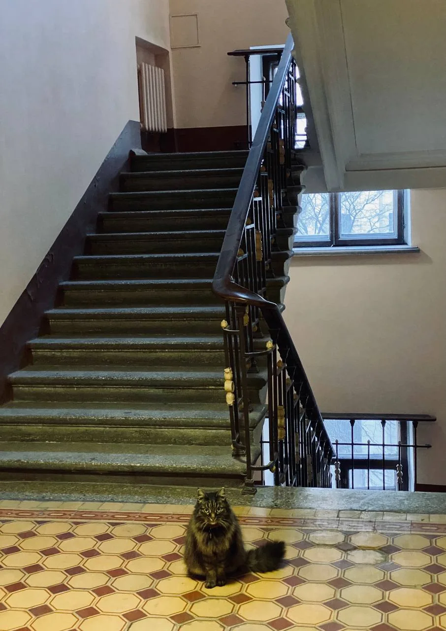 Самые знаменитые московские коты и кошки | about #Moscow