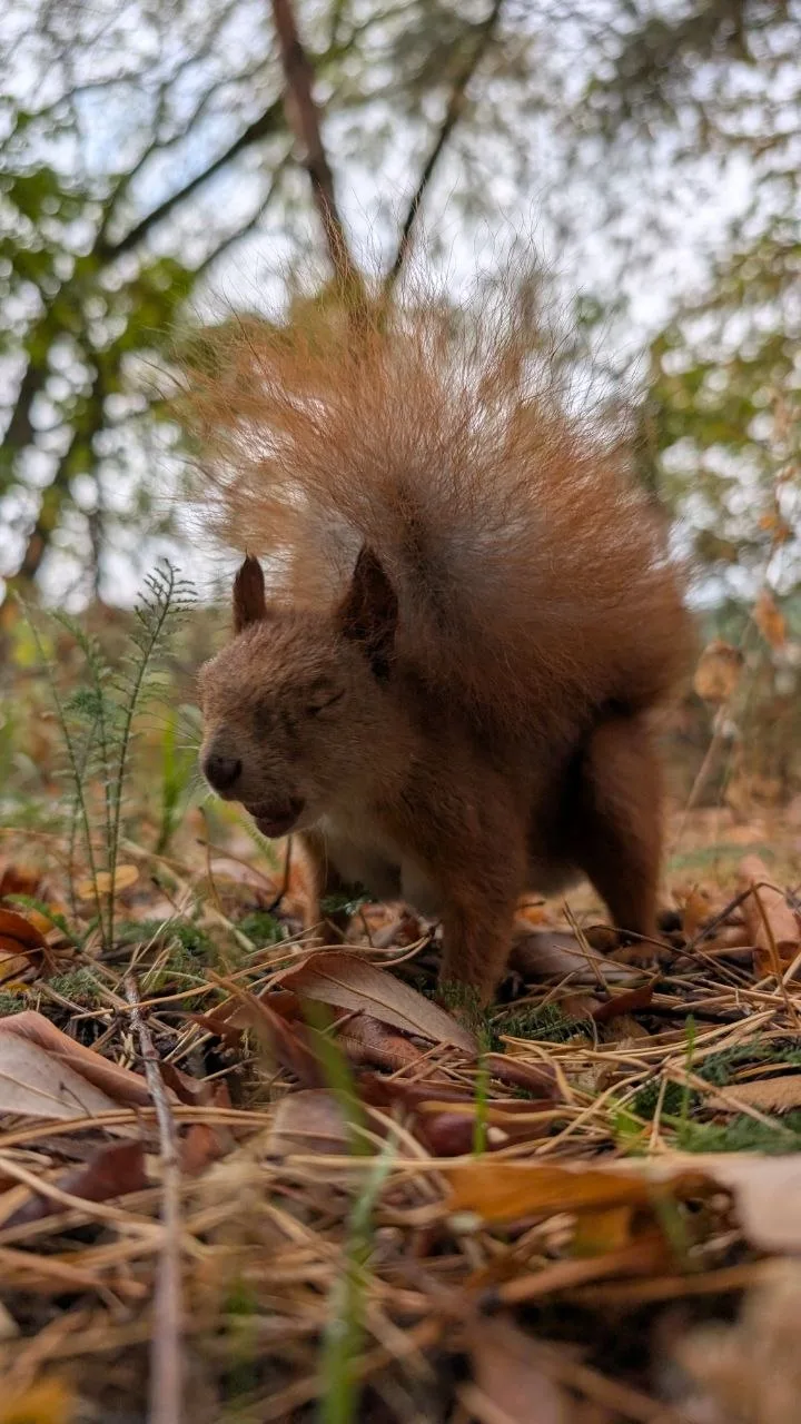 Доброе утро! 🐿