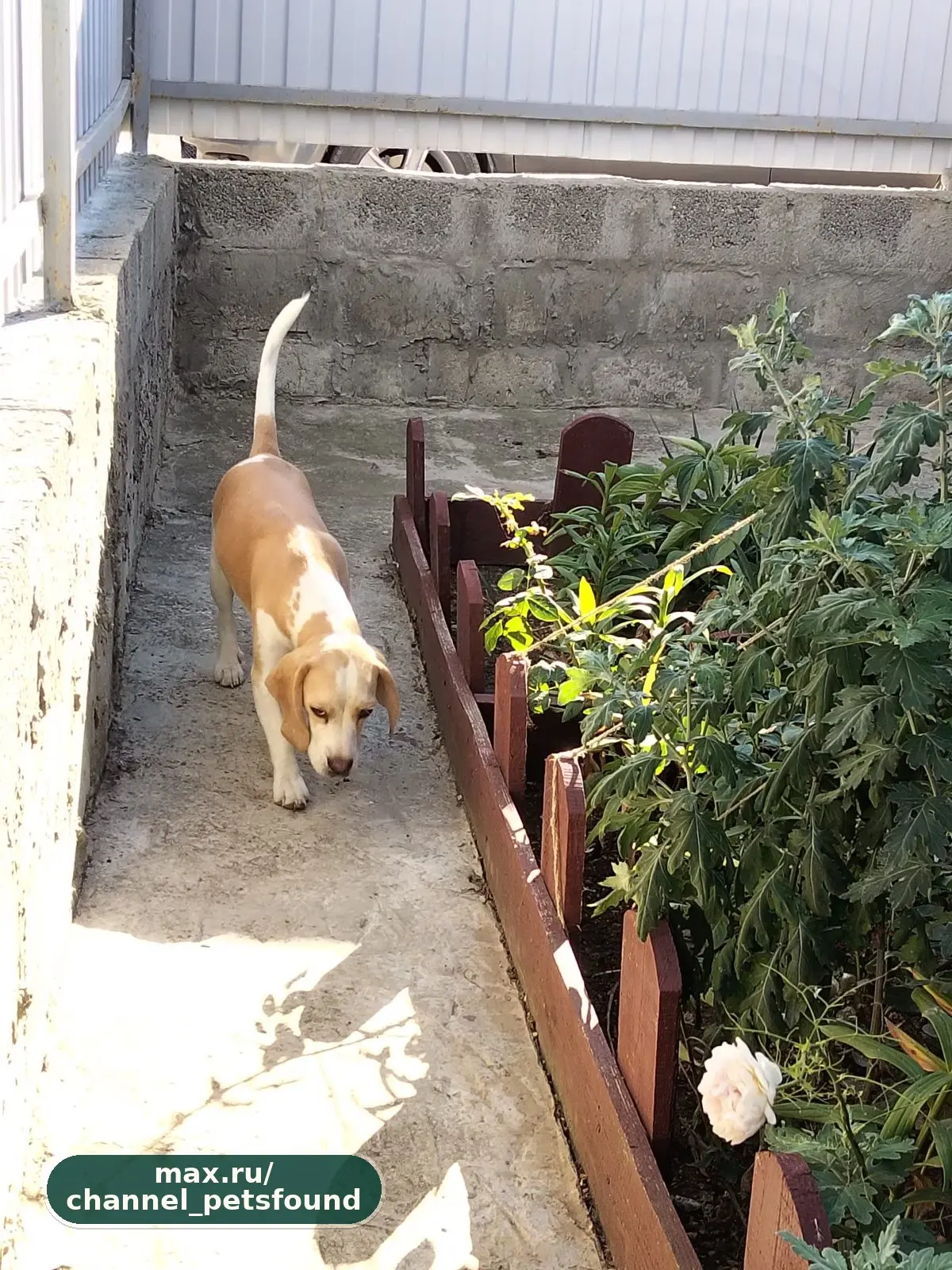 🐾 Найден питомец — Анапа