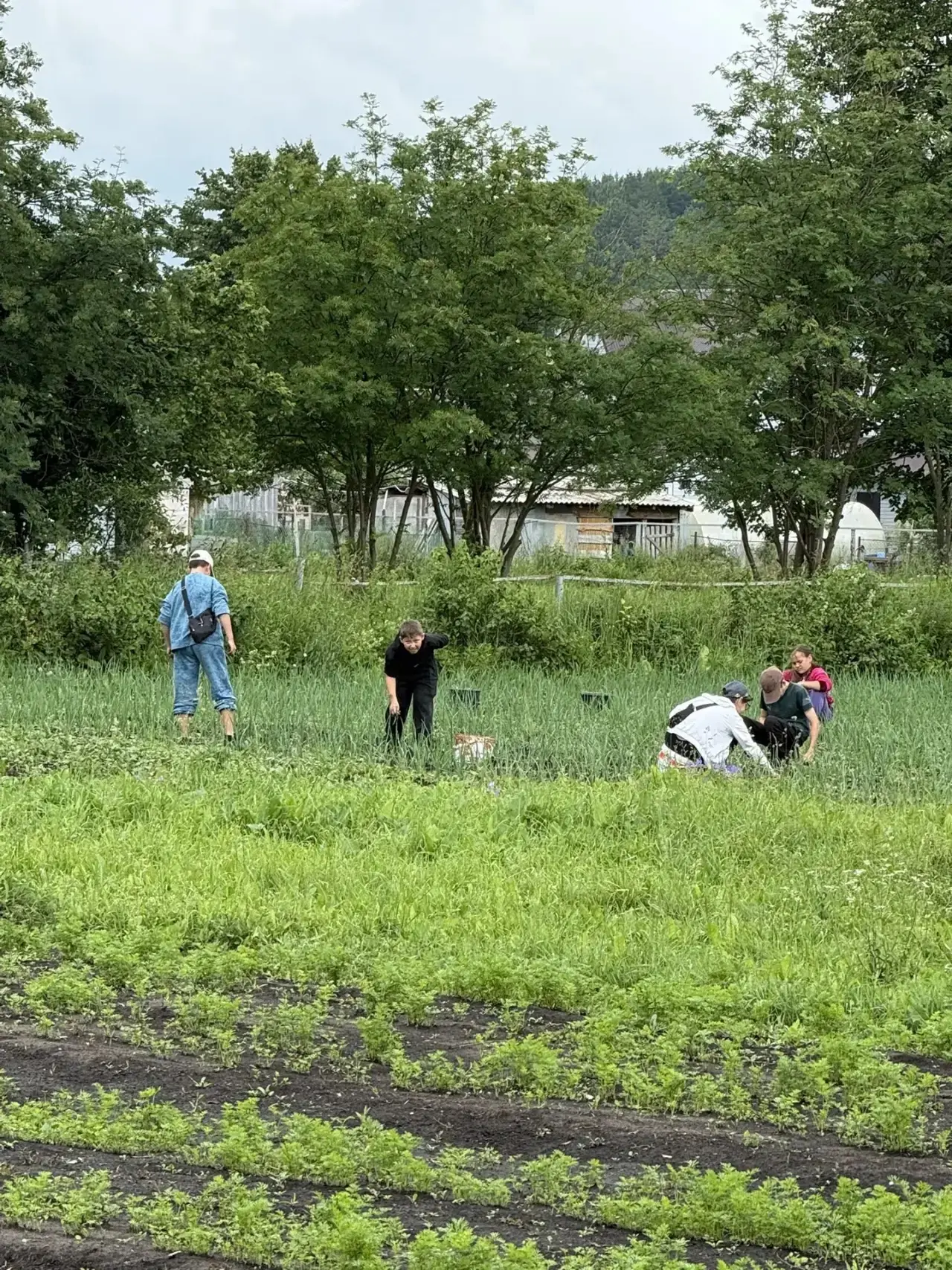 «Новости с пришкольного участка»

Сегодня учащиеся провели масштабную операцию по пересадке томатов.