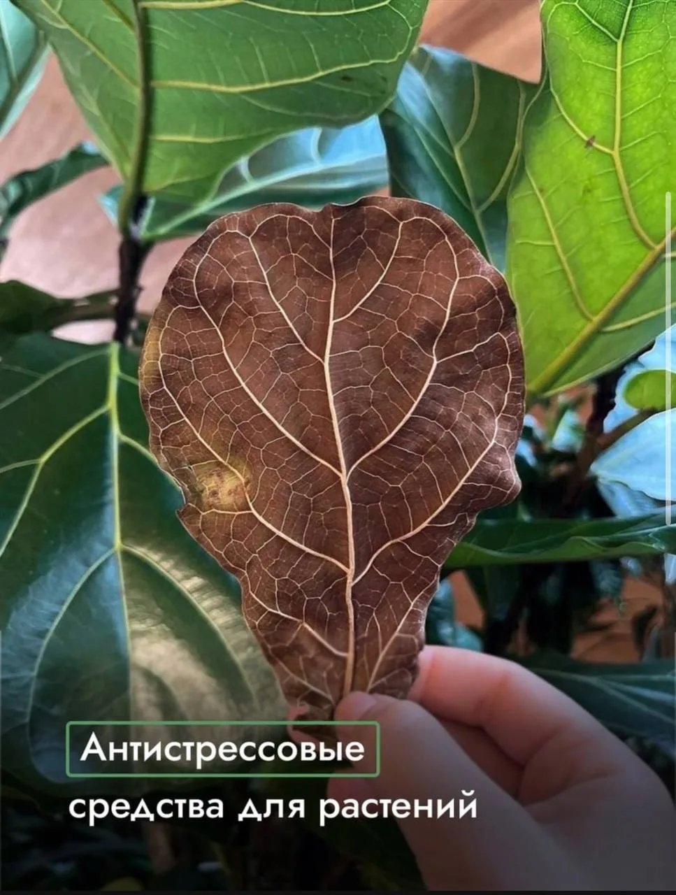 Антистрессовые средства для растений 🪴