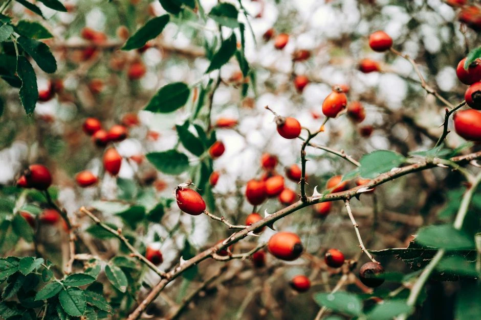 Полезный квас из шиповника — витаминный напиток своими руками 🍒