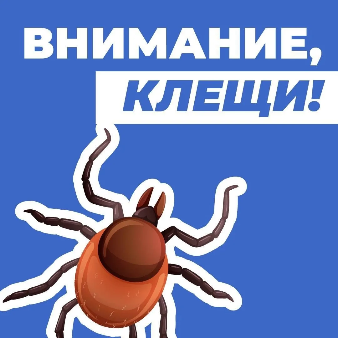 ❗️Внимание, клещи!