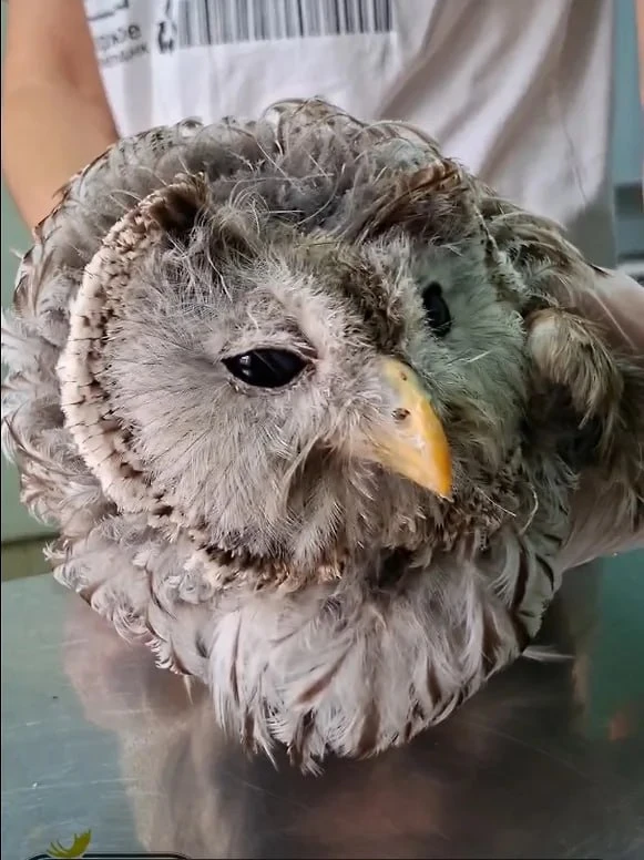 🦉 Сов, с которыми предлагали сфотографироваться на Московской, передали в пензенский зоопарк.

Поли
