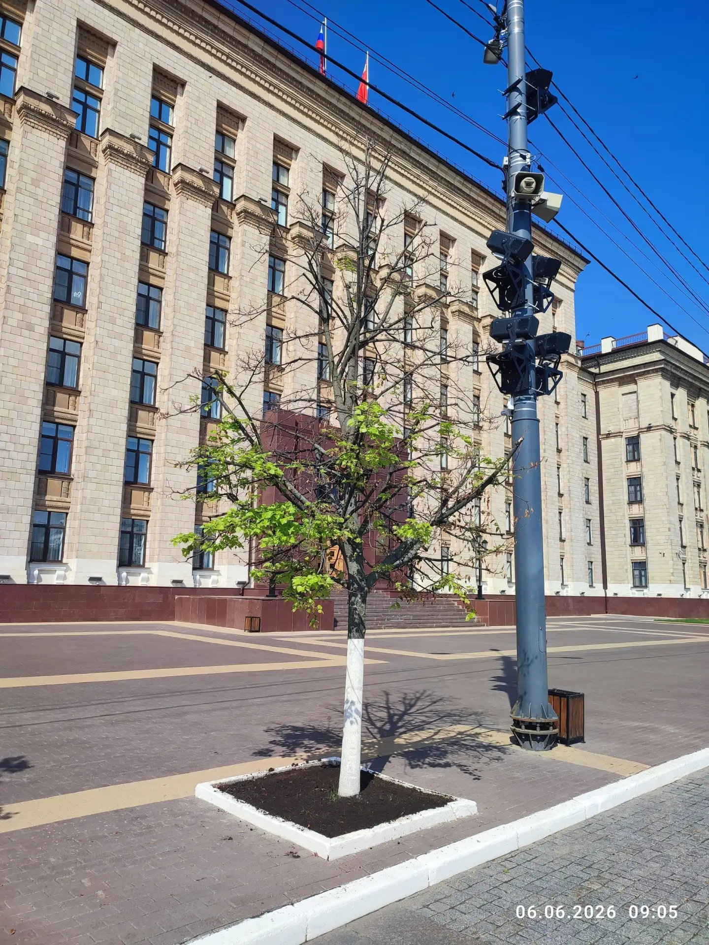 Возле областного правительства засохли деревья. При этом чиновники заявляют, что по кач...