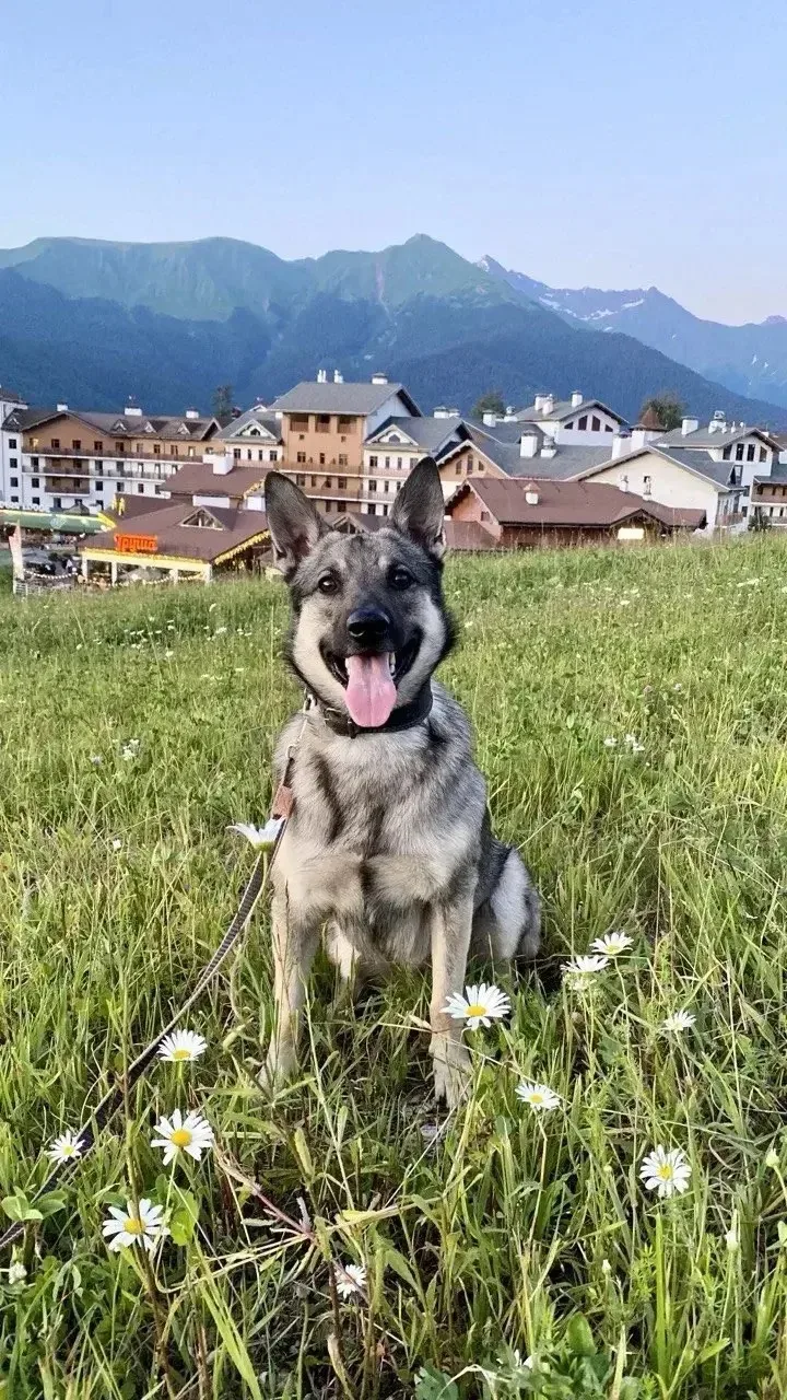 🐾 Отдыхать лучше вместе. Даже если у вас четыре лапы