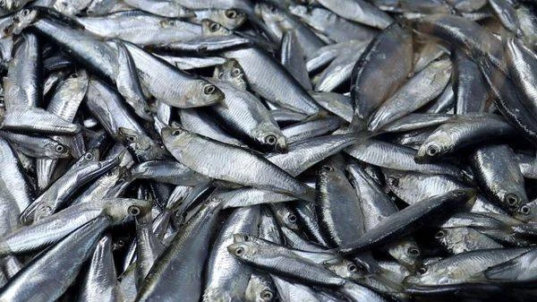 В Крыму за полгода забраковано и снято с реализации семь партий рыбной продукции
 В Крыму за первые