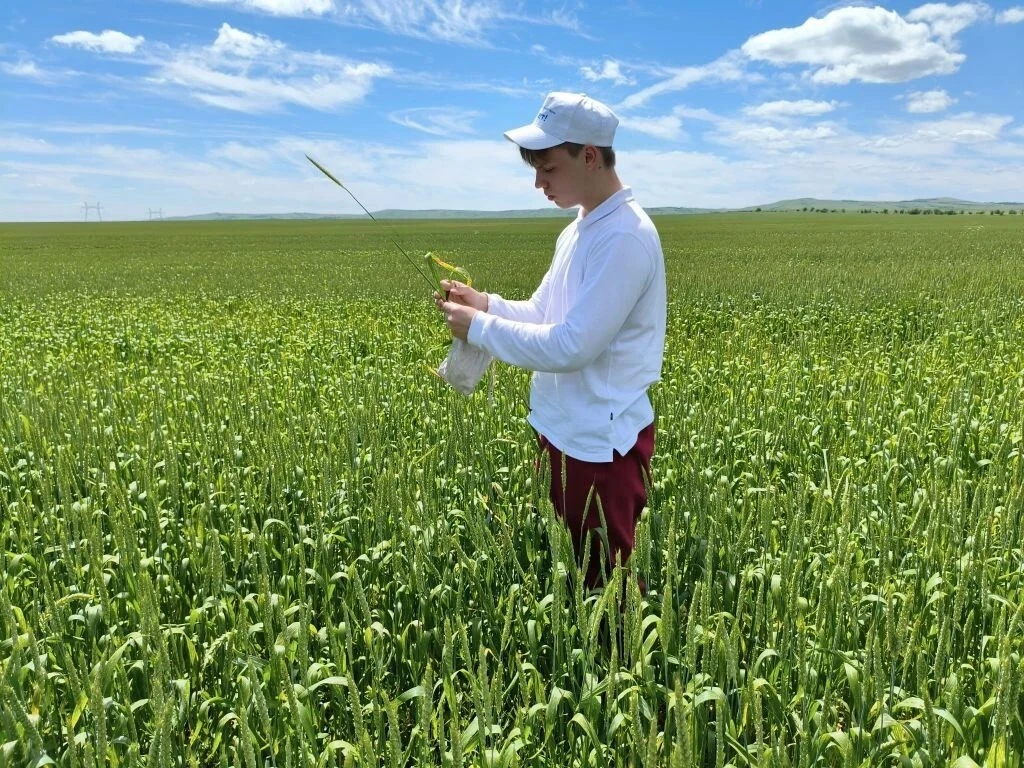 Как «прочитать» лист озимой пшеницы? Студенты СтГАУ узнали на практике 🍃