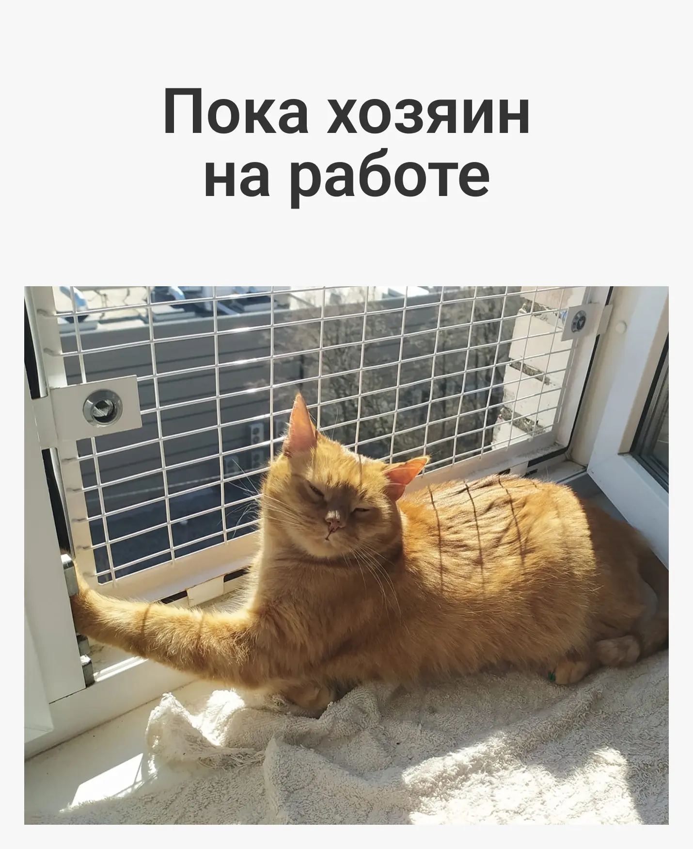 Пока хозяина нет дома, котик тоже не лежит без дела 😸