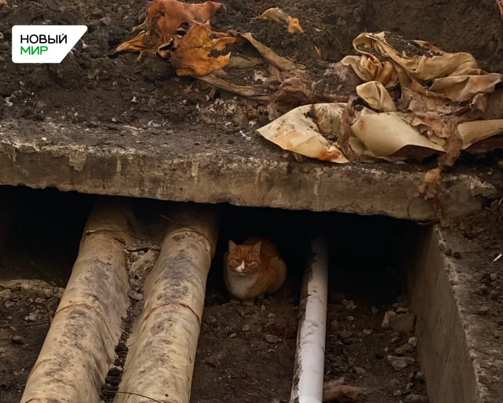 🐾 Курганцы могут принести в Потанинку корм и лекарства для бездомных животных