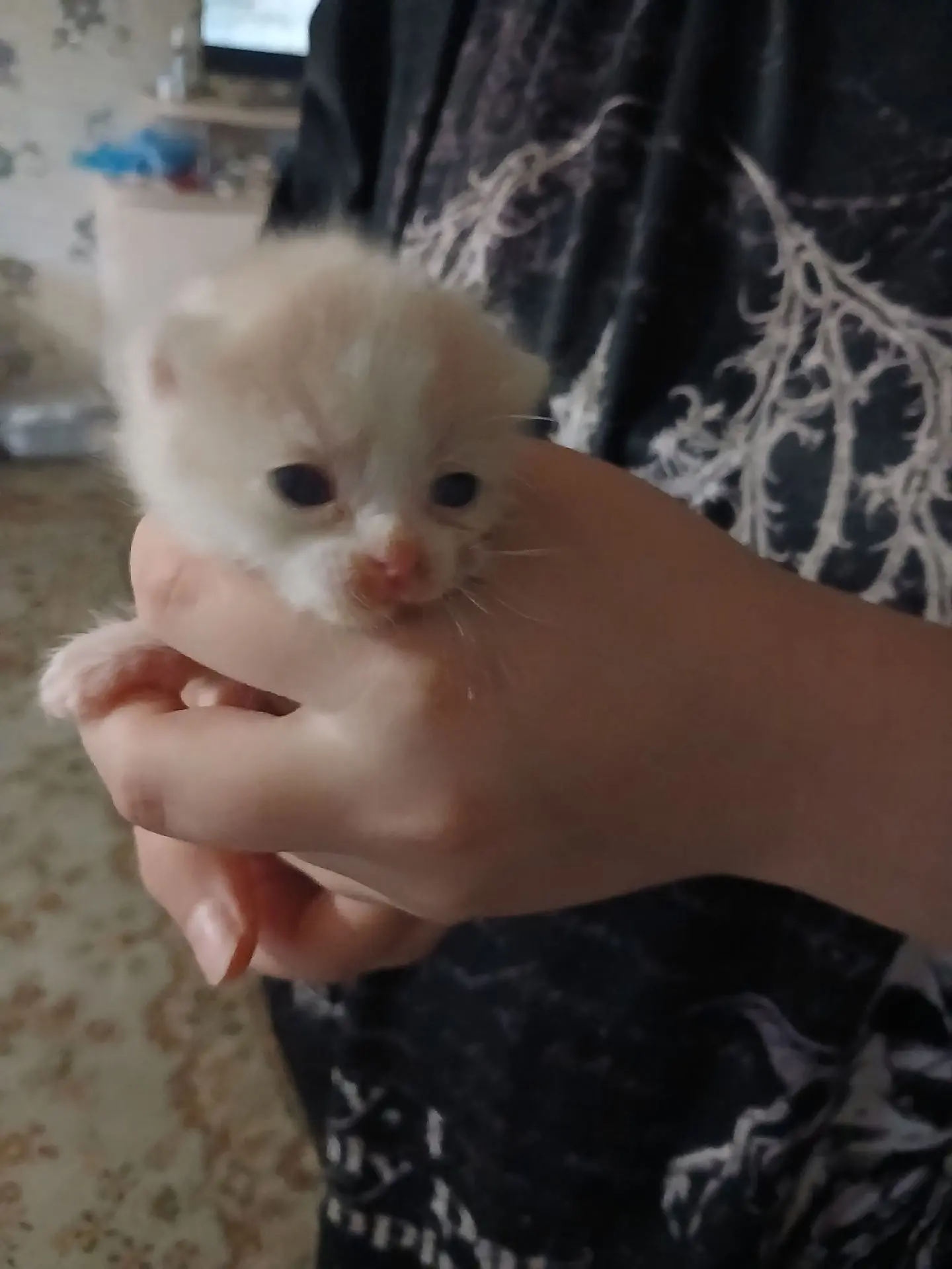 🆘Помогите найти кормящую кошку🙏