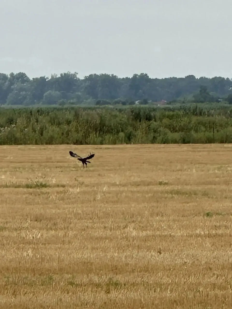 🦅 Редкого краснокнижного орла заметили в Красноармейском районе.