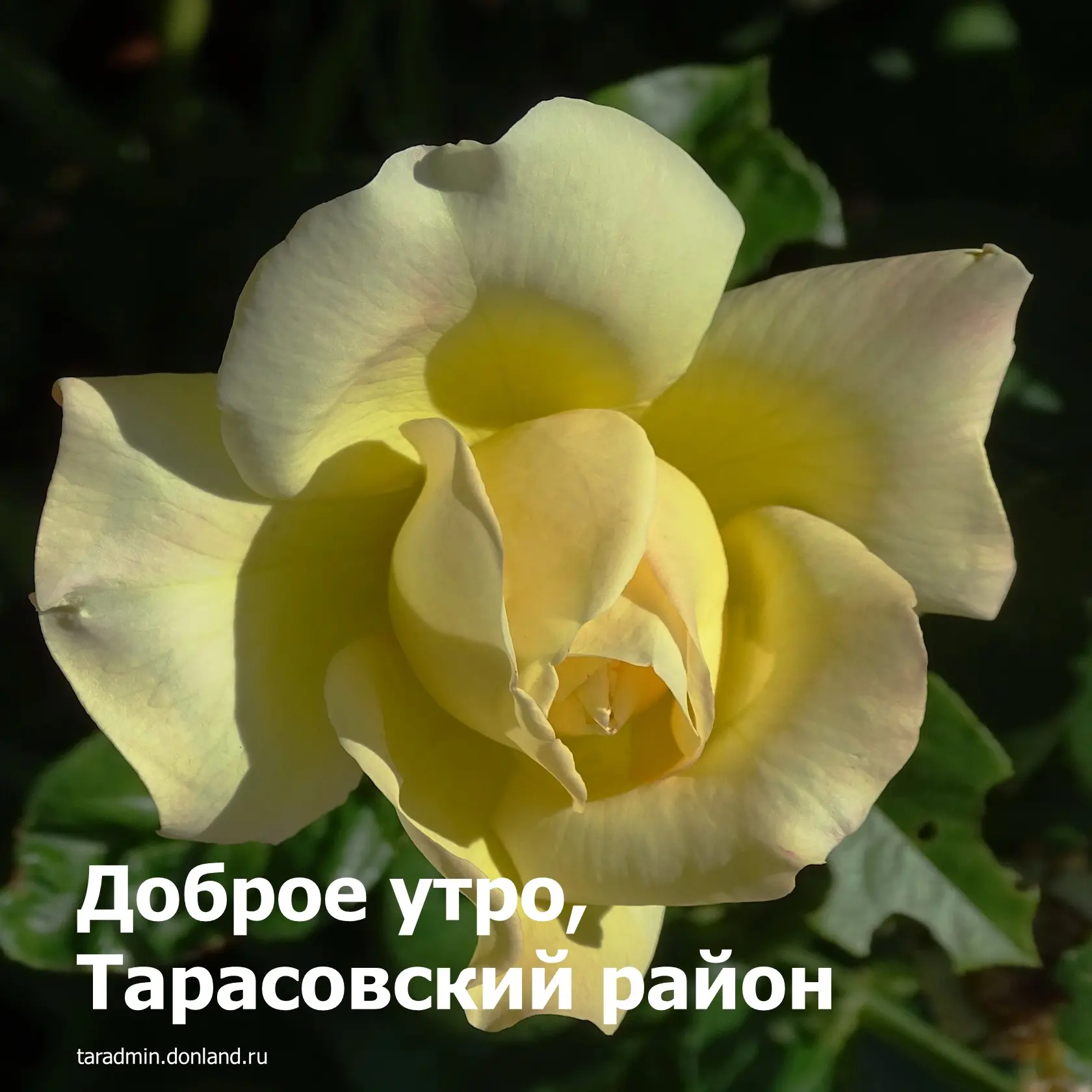 Доброе утро, уважаемые жители Тарасовского района!