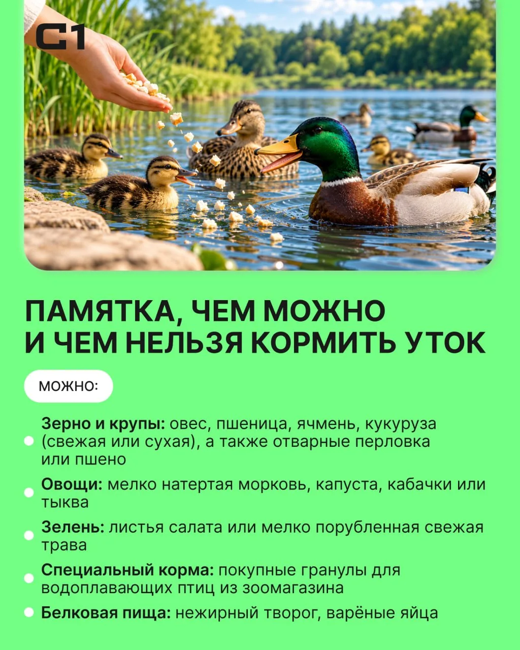По просьбам наших читателей собрали для вас памятку по кормлению уток.