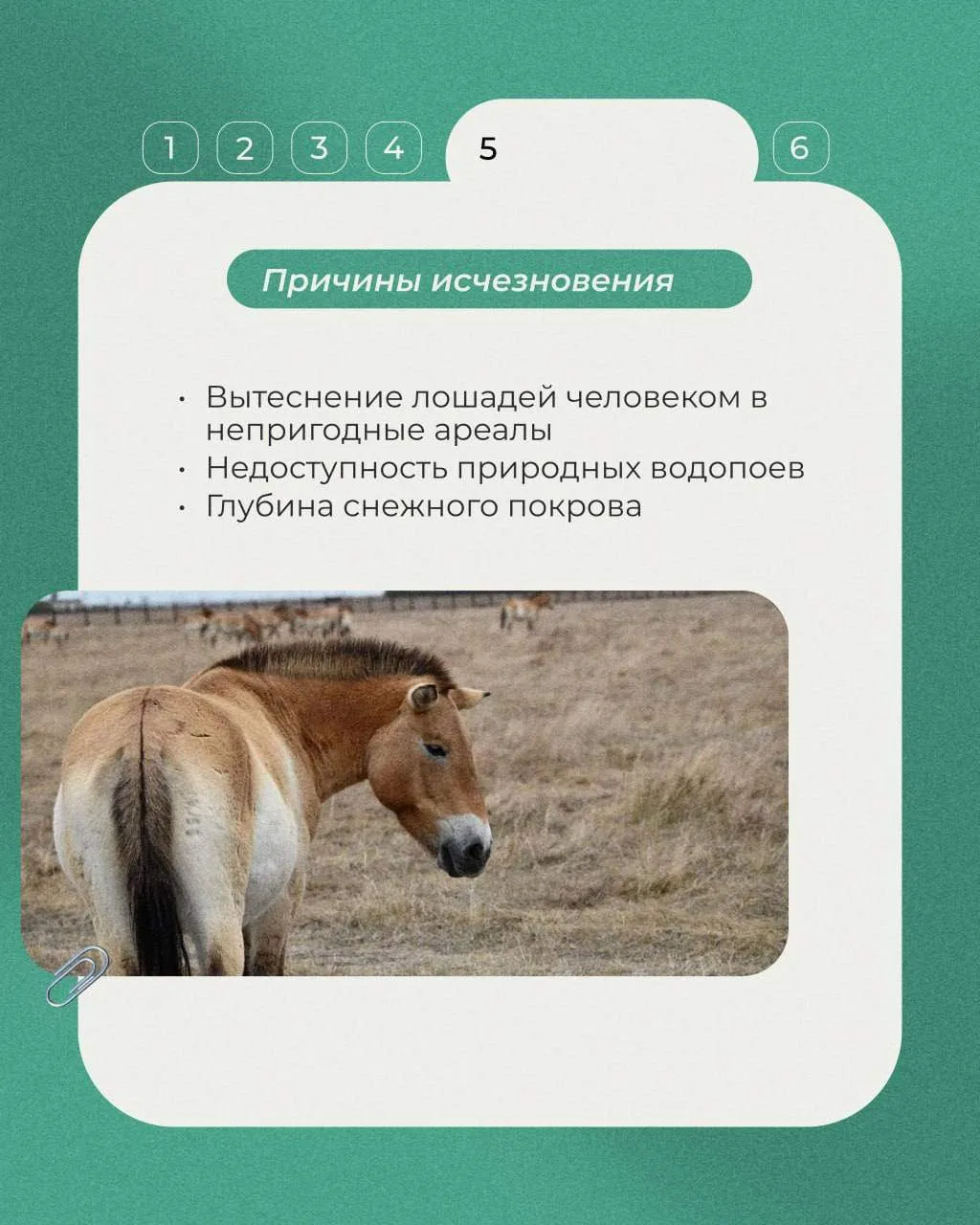 Сегодня в рубрике «Животные Красной книги» несколько фактов о лошади Пржевальского, дикой лошади, си