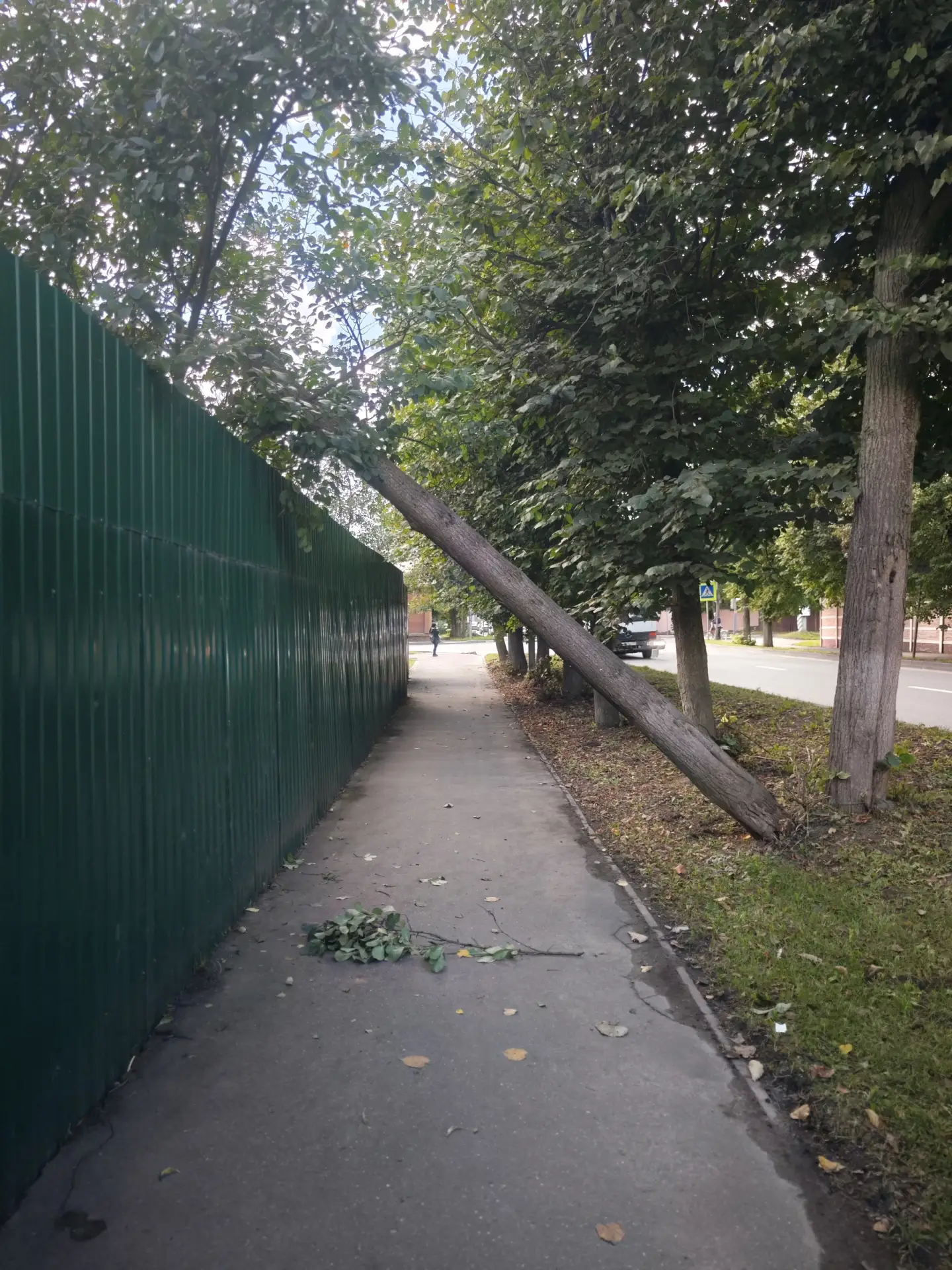 В Иванове на улице Бубнова прямо над тротуаром нависла опасная арка из упавшего дерева.