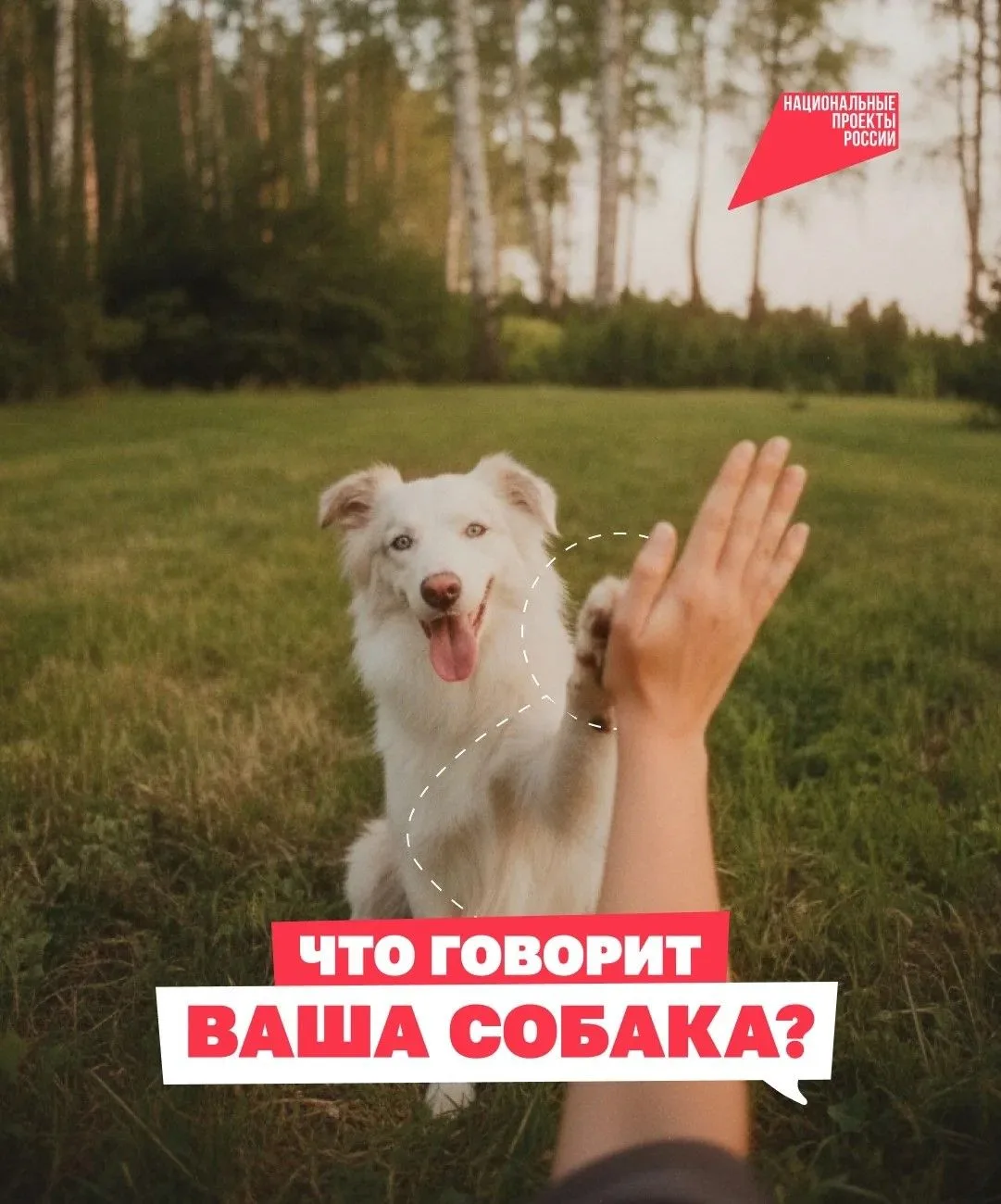 Ваша собака пытается вам кое-что сказать 🐶 
И порой понять её очень просто! Прижатые уши, виляющий 