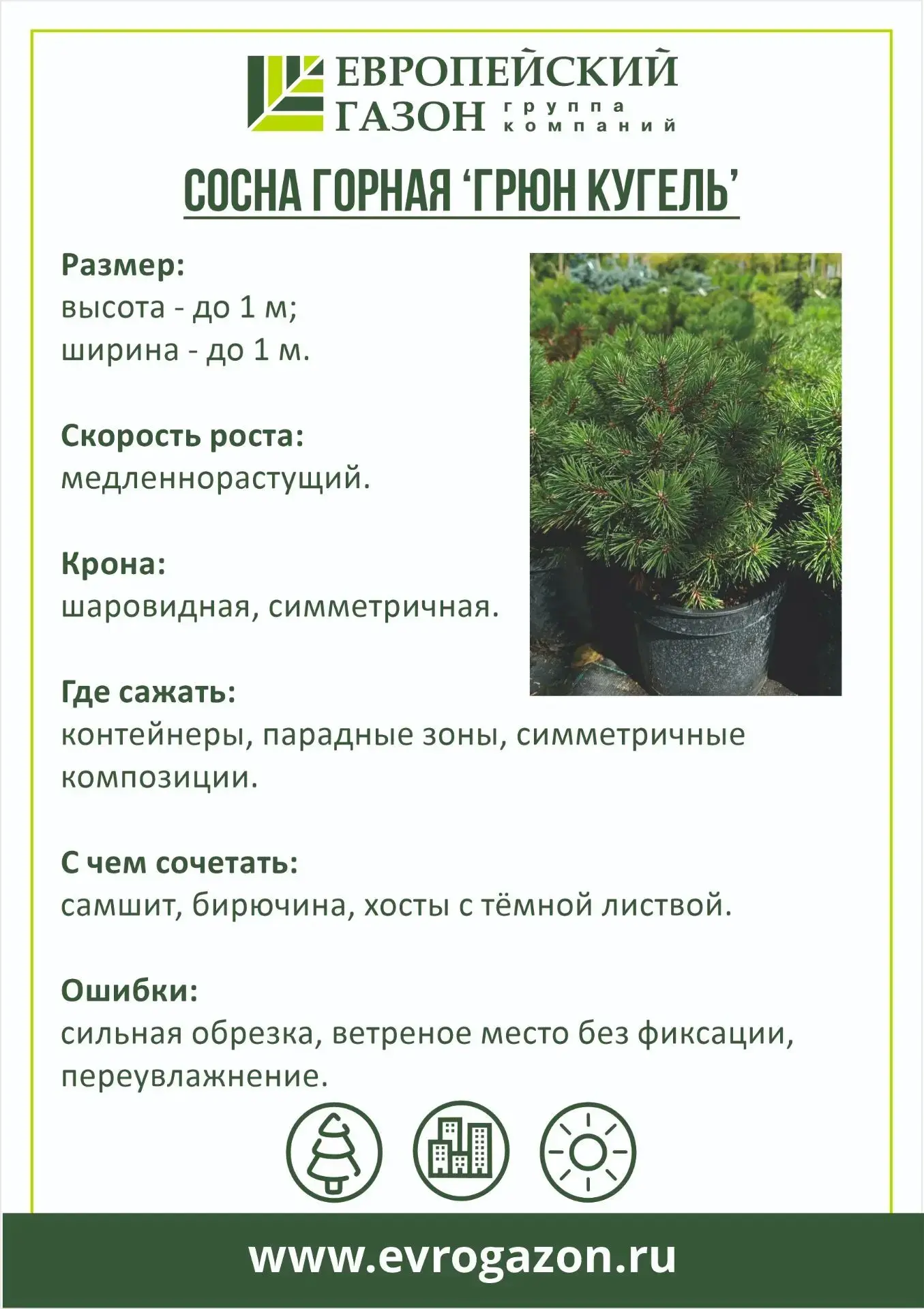 🌲Какую сосну выбрать: высокую, пушистую или "подушечку" ?🌲