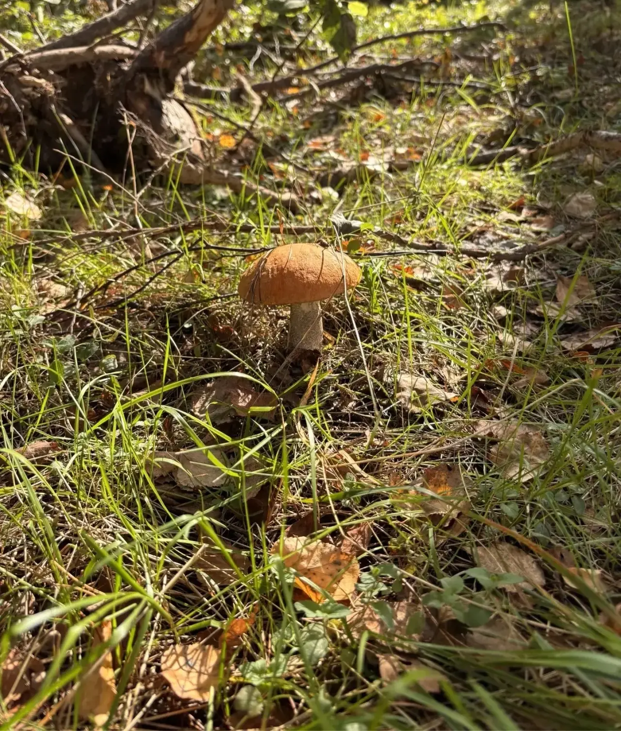 Какой красавчик попался 🍄‍🟫