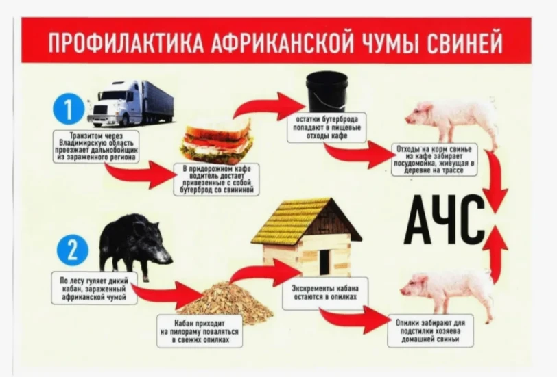 Африканская чума свиней  -  особо опасное  заболевание  домашних  свиней и  диких  каба...
