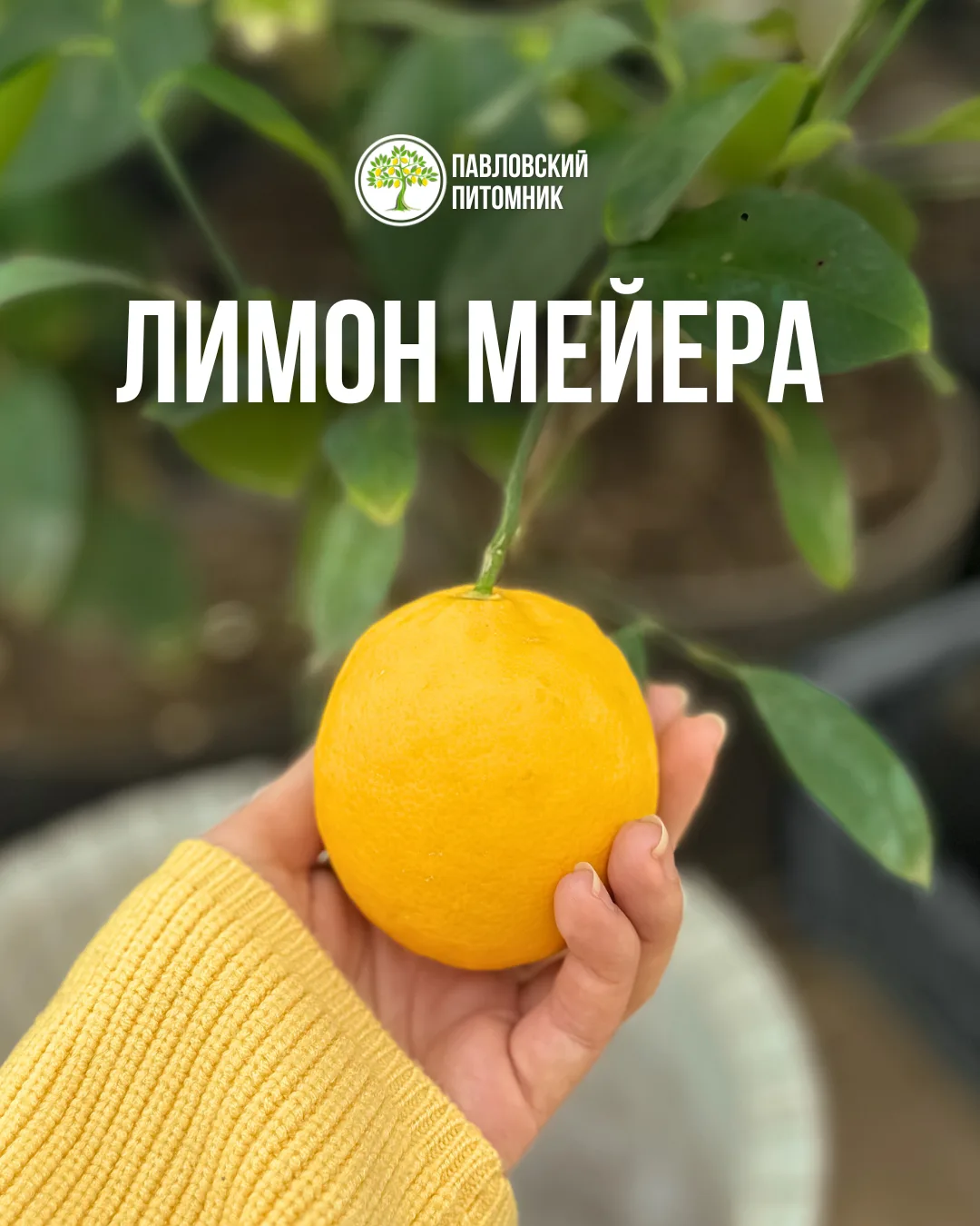 ЛИМОН МЕЙЕРА 🍋

История сорта

Лимон Мейера занимает особое место среди комнатных цитрусовых. Он бы