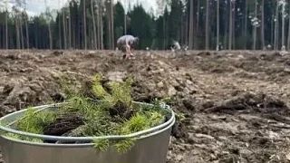 В ДНР до конца года высадят 405 тысяч сосен и акаций.