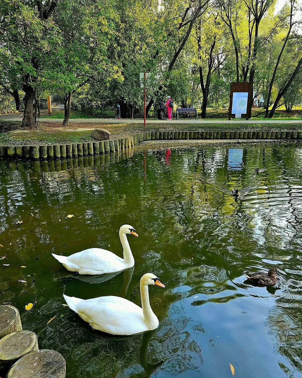 🦢 Идём кормить лебедей на Леоновский пруд — автомат с кормом и птицы разных видов

Можно увидеть бе