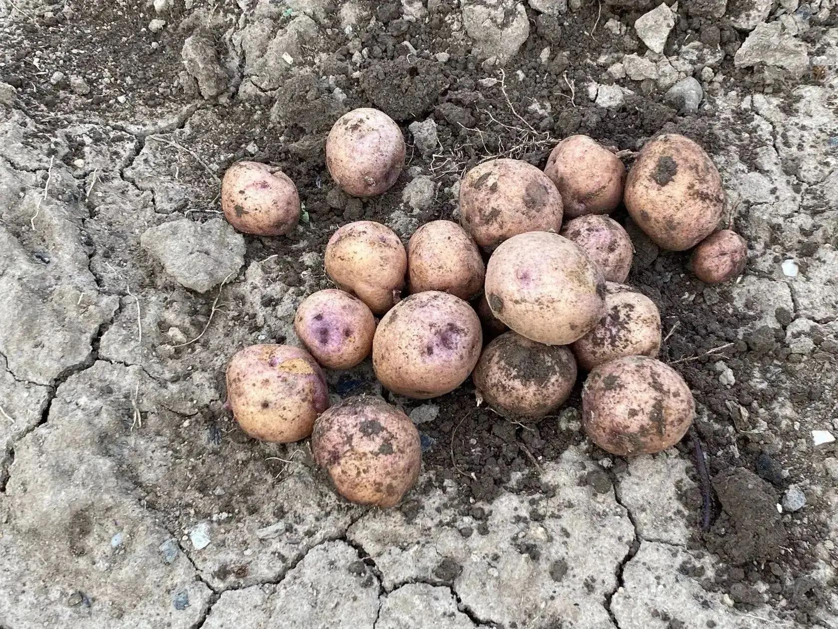 🥔 Что сделать в августе, чтобы клубни картофеля выросли крупными?

Август — решающий месяц для урож