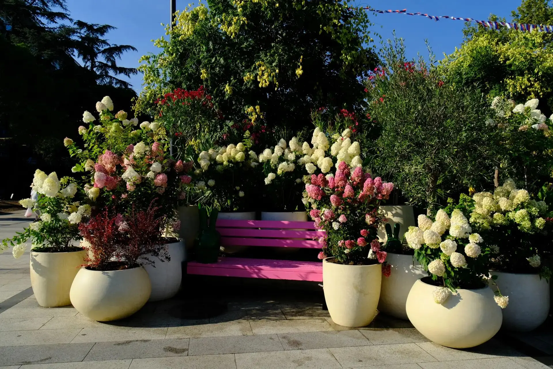 В Ялте появилась осенняя фотозона из гортензий, олеандров и барбариса 🌺